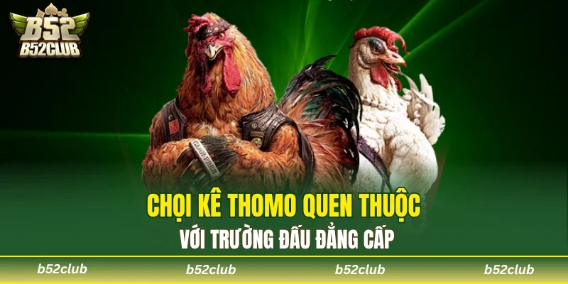Khám phá trường gà Thomo tổ chức theo quy mô lớn